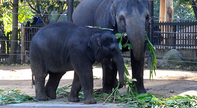 Bong Su with his calf Mali in 2012. Source: AAP