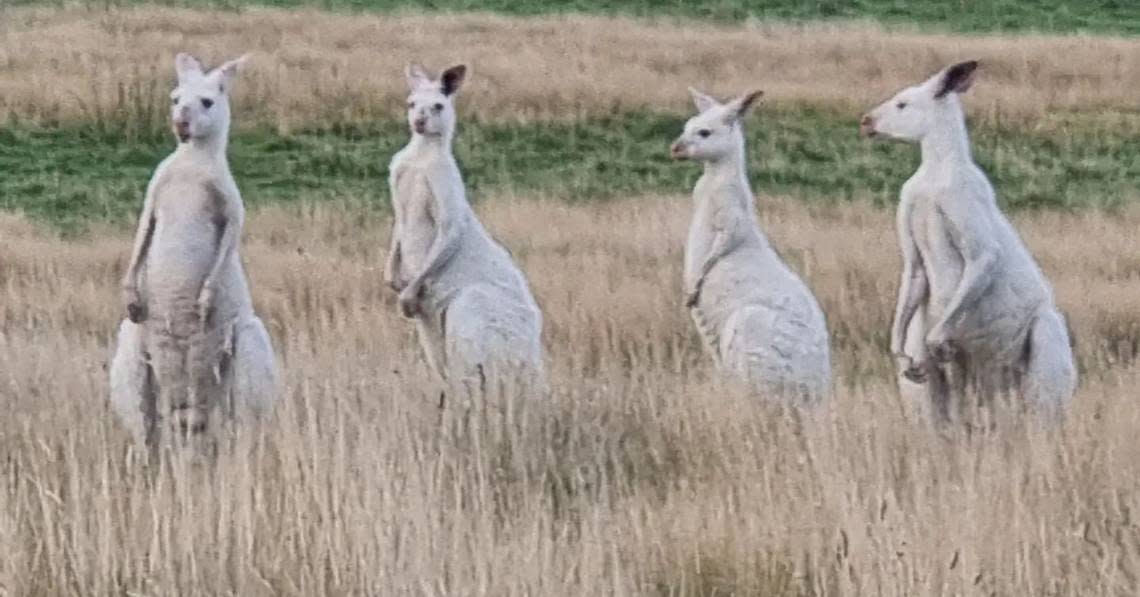 A zoomed in photo shows four of the larger white kangaroos.