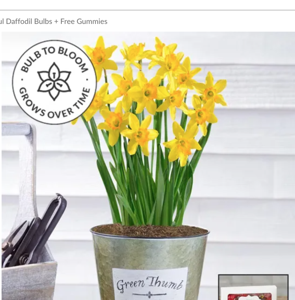 15) Delightful Daffodil Bulbs + Free Gummies