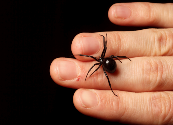 Spider expert explains the one thing you should always do when you