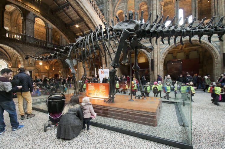 Dippy in his current home at the NHM [Rex]