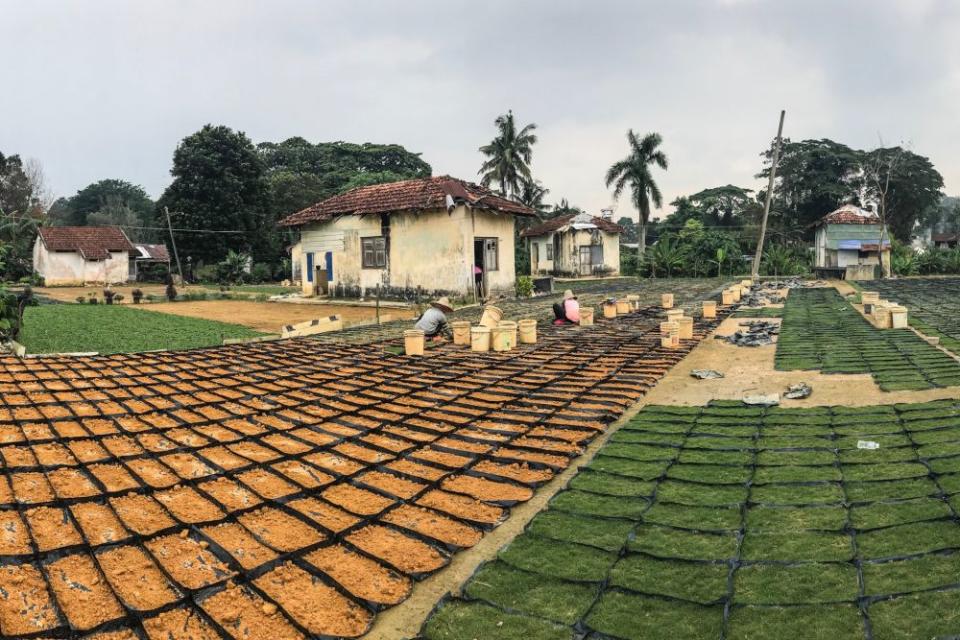 Migrant workers are pictured planting seedlings the around the Sungai Buloh settlement area. — Picture by Hari Anggara