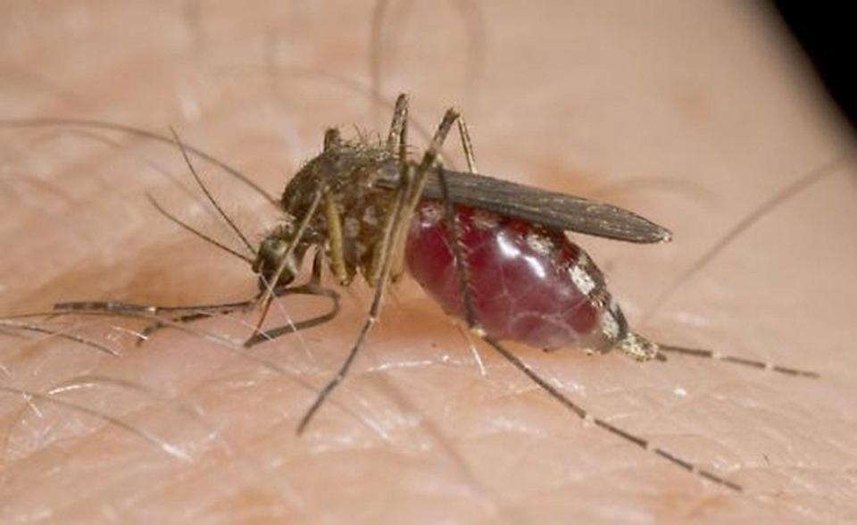 Mosquitoes can transmit several diseases including West Nile Virus.