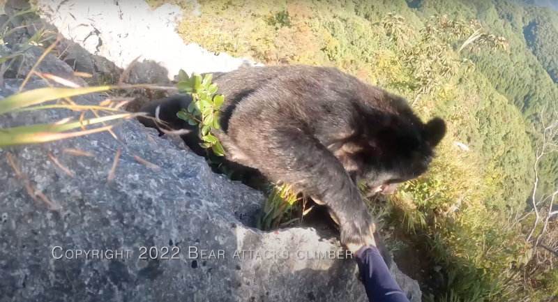 日本一名登山客遭熊從背後襲擊，驚險畫面曝光。（圖／翻攝自YouTube頻道「Bear attacks climber - 登山者と熊」）
