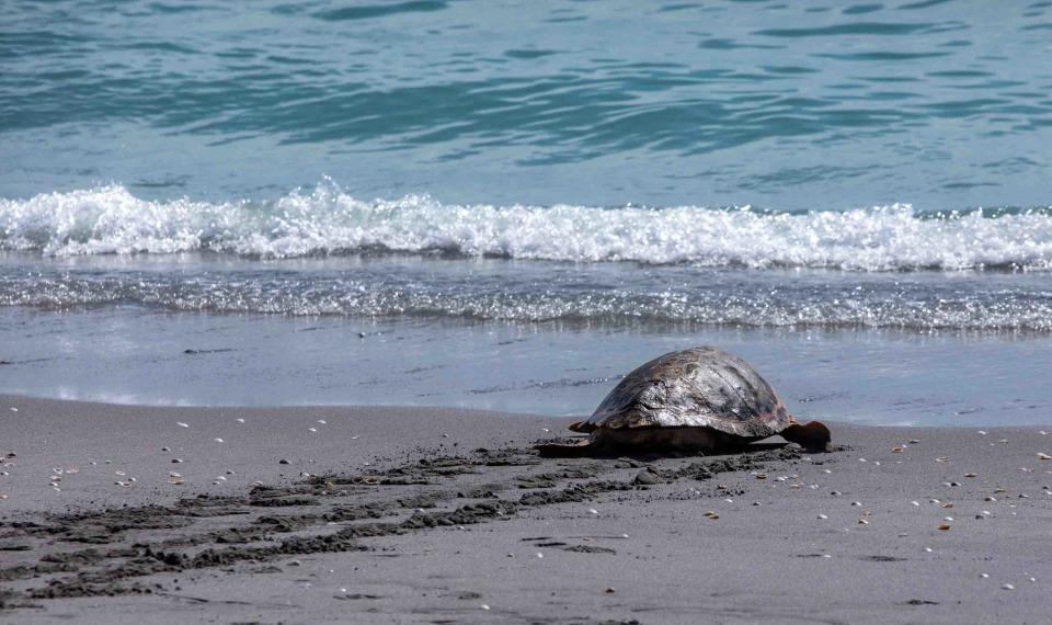 A subadult loggerhead turtle named Sweet Potato is released back into the ocean in Juno Beach after being treated at the Loggerhead Marinelife Center June 29, 2023. Sweet Potato was found in Stuart, Florida, and arrived at Loggerhead Marinelife Center on May 2 with a flipper injury. The turtleÕs right rear flipper had to be amputated, but Sweet Potato has made a full recovery under the care of the CenterÕs hospital team.