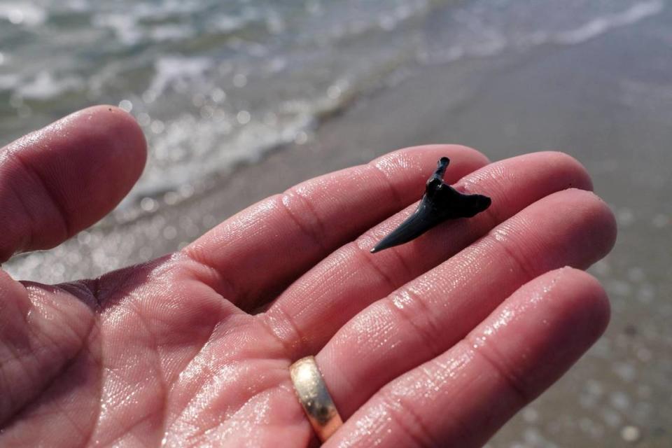 Charles Shelton Jr. holds a sand tiger shark tooth he found during a search along Myrtle Beach strand. Shelton, who has hunted sharks teeth and fossils for over thirty years frequently provides educational talks about the hobby at local museums runs the Myrtle Beach Shark Teeth Facebook page. Jan. 22, 2024.