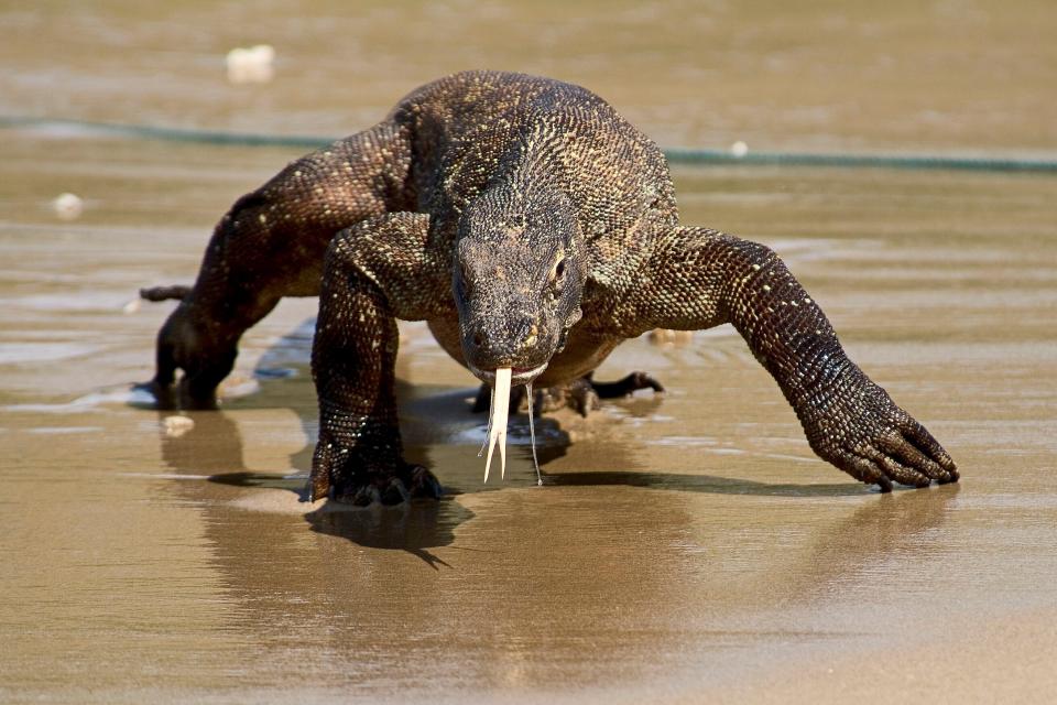 This undated photo provided by researcher Bryan Fry shows a Komodo dragon at Komodo National Park in Indonesia. The predatory lizards, which can reach a length of 10 feet (3 meters) and more than 300 pounds (135 kilograms), were recently moved from “vulnerable” to “endangered” status on the IUCN list of threatened species. The organization cited the impacts of climate change and deterioration of the dragons’ habitat -- including human encroachment — as reasons for the change. (Bryan Fry via AP)