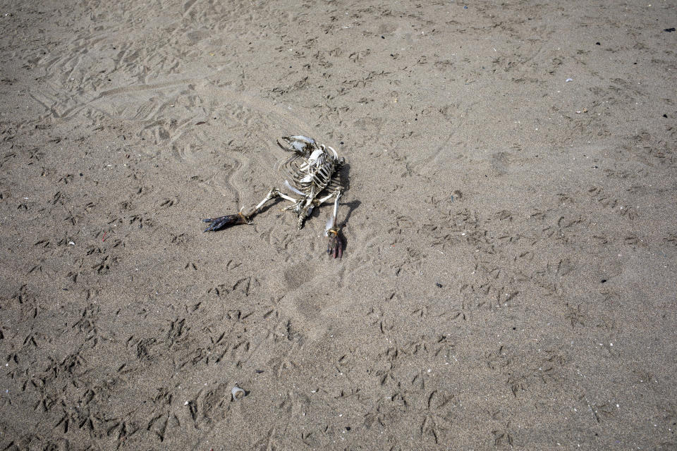 This March 24, 2020 photo shows a carcass surrounded by bird tracks on the shore of Agua Dulce beach in Lima, Peru. Ten days after a state of emergency was declared in Peru in response to the new coronavirus outbreak, the usually crowded beaches of Lima have been taken over by Peruvian gulls and pelicans. (AP Photo/Rodrigo Abd)