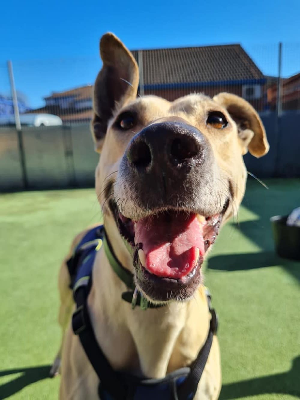 Dog looking at the camera with her tongue sticking out