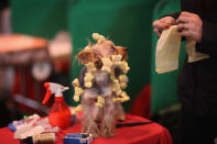 BIRMINGHAM, ENGLAND - MARCH 08: A Yorkshire Terrier has it's hair done on a grooming table on Day one of Crufts at the Birmingham NEC Arena on March 8, 2012 in Birmingham, England. During the annual four-day competition nearly 22,000 dogs and their owners will compete in a variety of categories, ultimately seeking the coveted prize of 'Best In Show'. (Photo by Dan Kitwood/Getty Images)