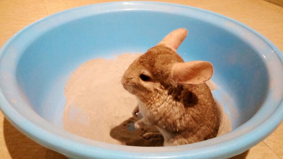 Chinchilla sitting in dust bath