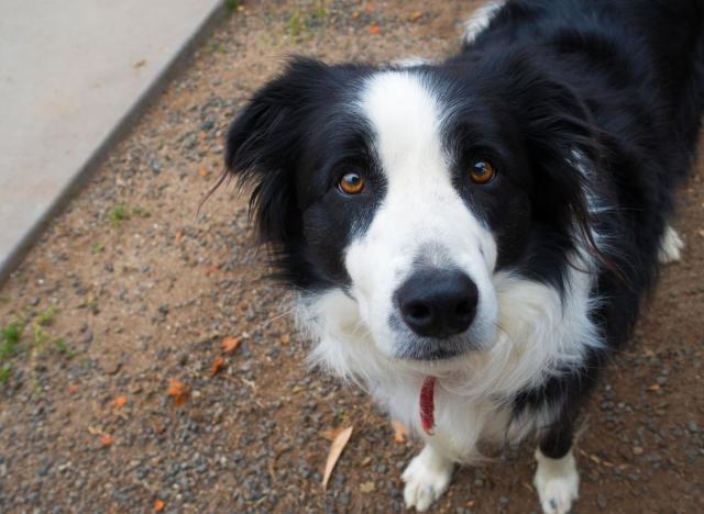 How smart is your dog? Border Collies star in new dog research