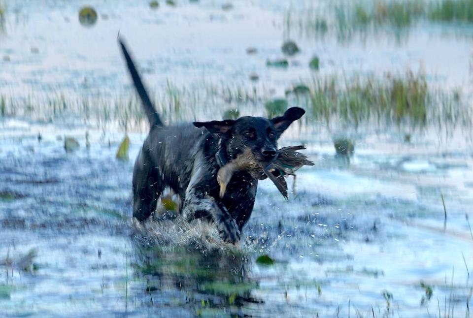 Tess, a Labrador retriever owned by Jim Henning of Grafton, retrieves a teal during a Sept. 25 hunt at Crex Meadows Wildlife Area near Grantsbrurg.