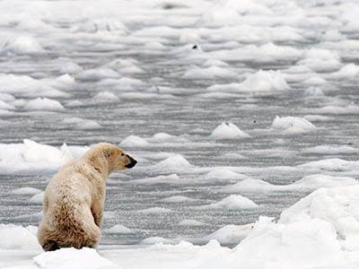 polar bear melting ice