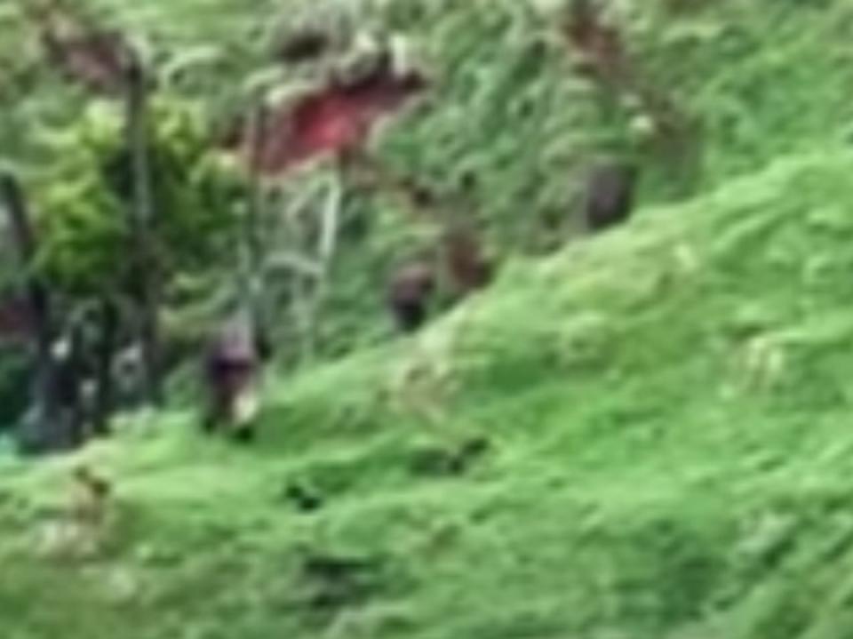 Tom Phillips and his children spotted by a young hunter walking in a grass field on the North Island (1News/YouTube)