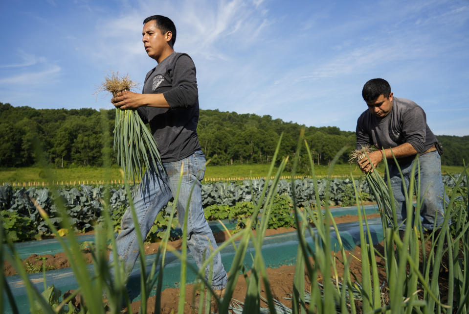 Francisco Ramirez, left, brings a handful of green onions back to a bin while working with Pedro Murrieta, Friday, July 7, 2023, at a farm in Waverly, Ohio. As Earth this week set and then repeatedly broke unofficial records for average global heat, it served as a reminder of a danger that climate change is making steadily worse for farmworkers and others who labor outside. (AP Photo/Joshua A. Bickel)