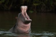 A hippopotamus bellows in the Limpopo River at the Pafuri game reserve in Kruger National Park, South Africa.