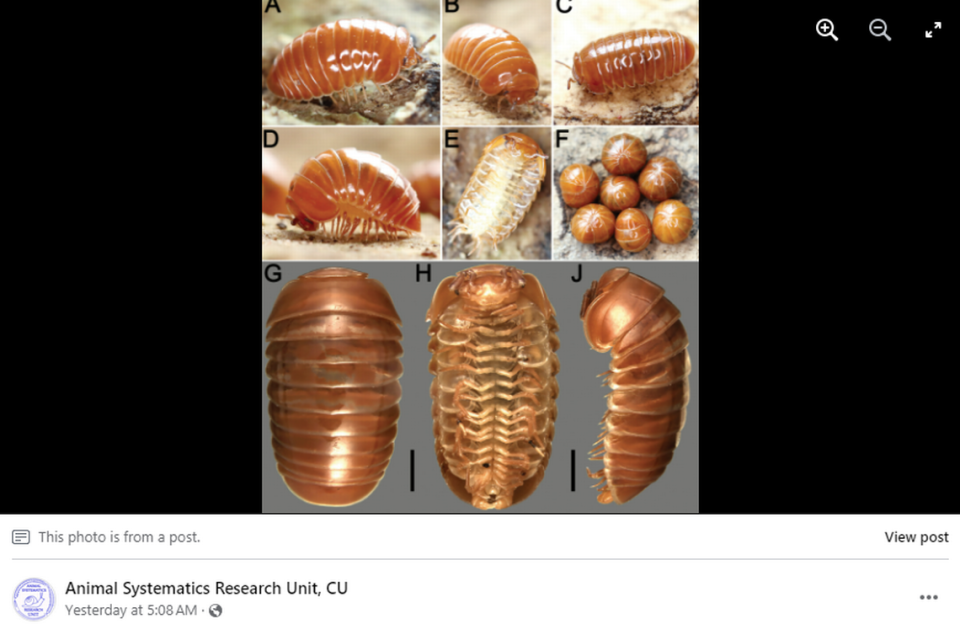 The bright orange millipede is less than a centimeter long and has unique legs, researchers said. Screengrab from Animal Systemics Research Unit's Facebook post