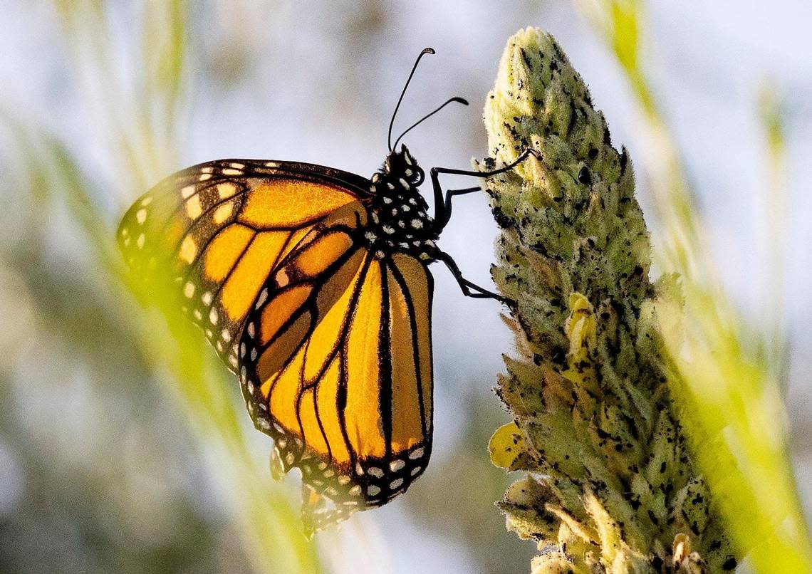 Monarch butterflies will rest and mate around areas with plenty of milkweed, such as in Southern Idaho.