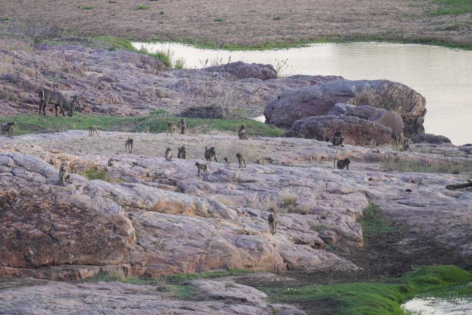 Baboons and other wildlife are spotted on the banks of the Mwenzi river in Gonarezhou National Park, Saturday, Oct. 28, 2023. In Zimbabwe, recent rains are bringing relief to Gonarezhou, the country's second biggest national park. But elsewhere in the wildlife –rich country, authorities say climate change-induced drought and erratic weather events are leading to the loss of plants and animals. Competition for food and water with people has resulted in increased cases of conflict. (AP Photo/Tsvangirayi Mukwazhi)