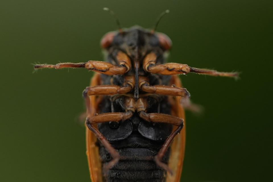 The underside of a periodical cicada is visible on Tuesday, May 14, 2024, in Cincinnati. (AP Photo/Carolyn Kaster)