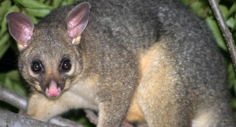 Animals like possums have been known to get stuck on the powerlines.