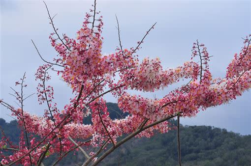 寶來溫泉公園平地櫻花盛開。（圖／翻攝高雄旅遊網粉專）