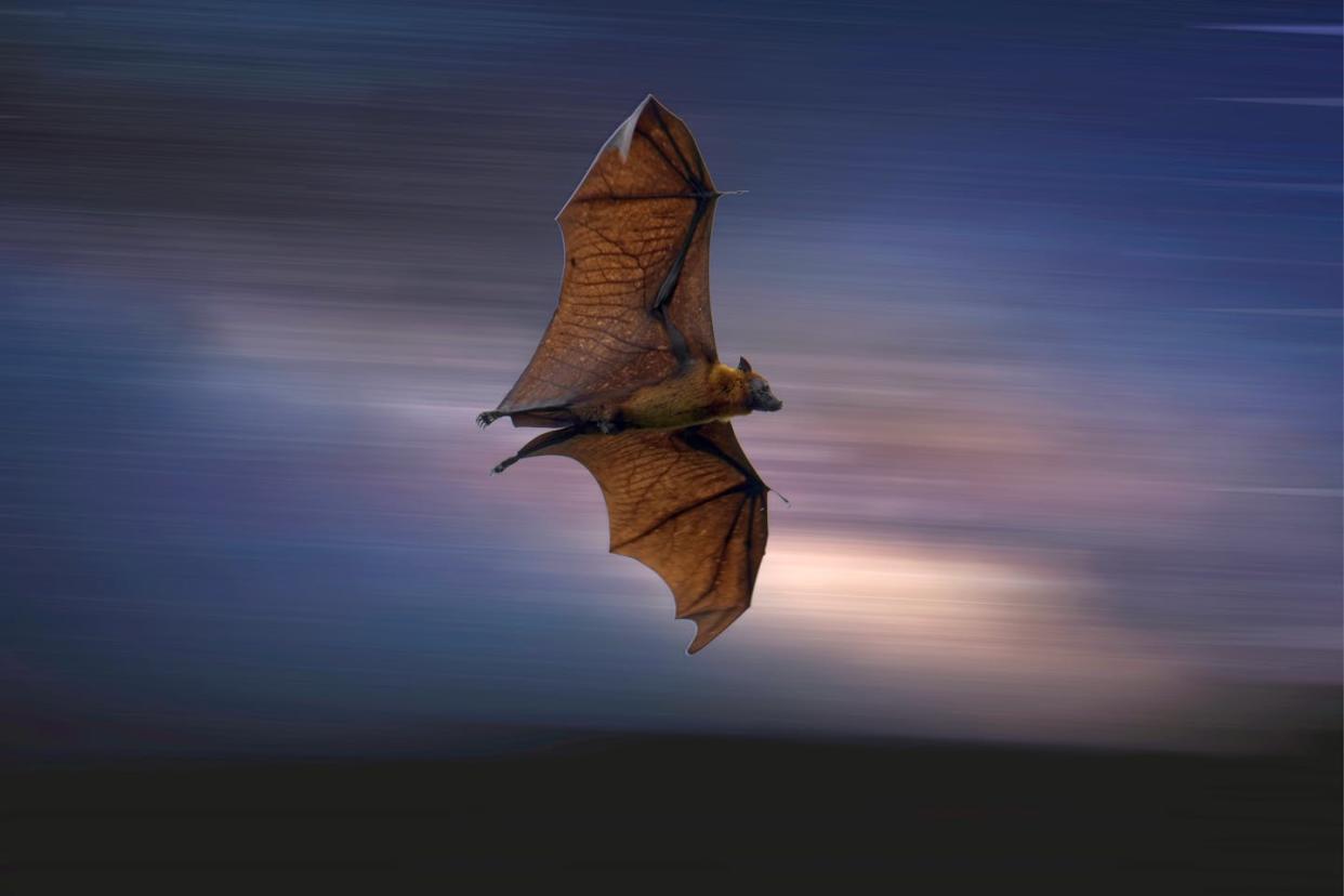 Le virus se transmet par l’exposition à l’urine ou la salive de chauve-souris frugivore du genre Pteropus <a href="https://www.shutterstock.com/fr/image-photo/mysterious-lyles-flying-fox-pteropus-lylei-2263748867" rel="nofollow noopener" target="_blank" data-ylk="slk:Miroslav Srb/Shutterstock;elm:context_link;itc:0;sec:content-canvas" class="link ">Miroslav Srb/Shutterstock</a>