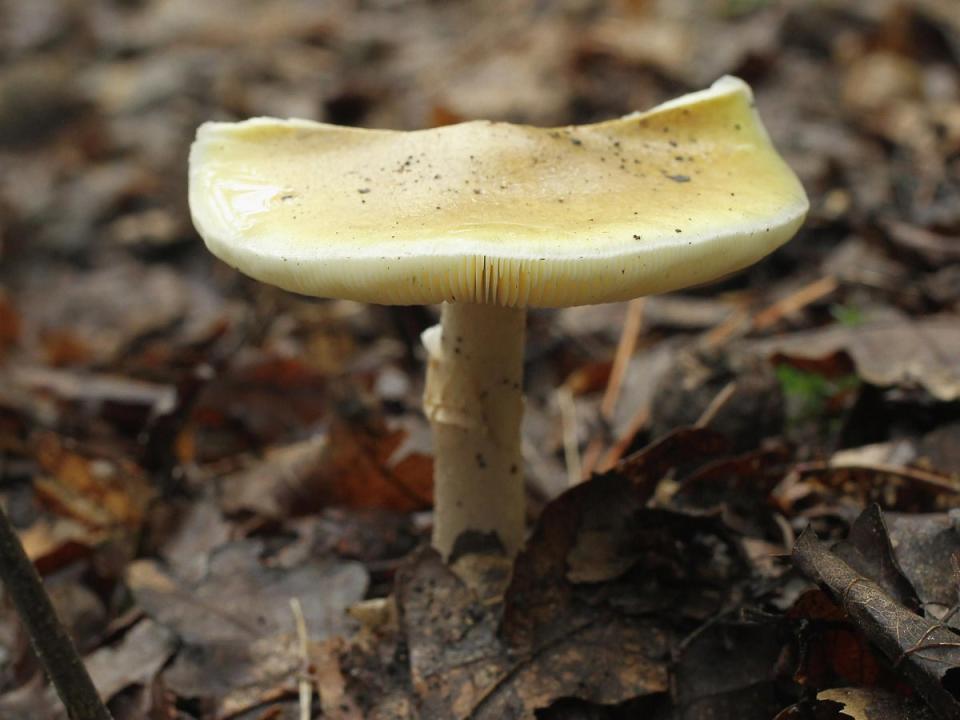 The Death Cap mushroom kills 90 per cent of people who eat it (Getty Images)