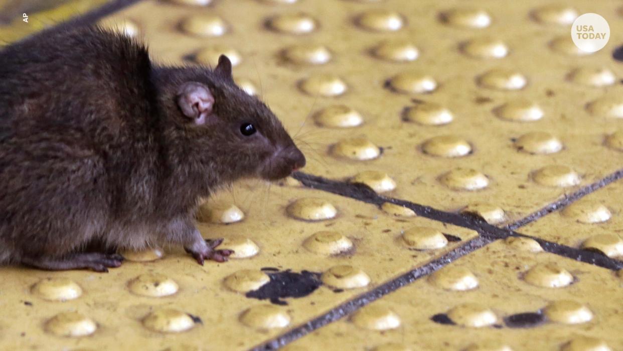 Pest control company Orkin said rodents invade an estimated 21 million homes in the United States every fall.