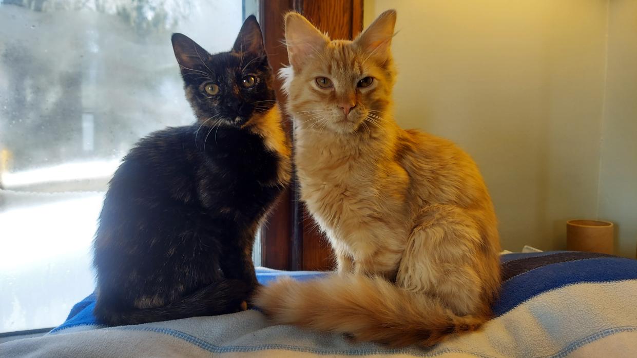 Pet cats Norah (left) and Indiana