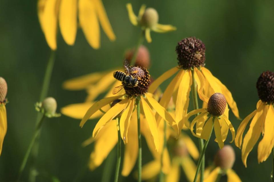 This very happy bee is happily getting its nectar from a native coneflower.