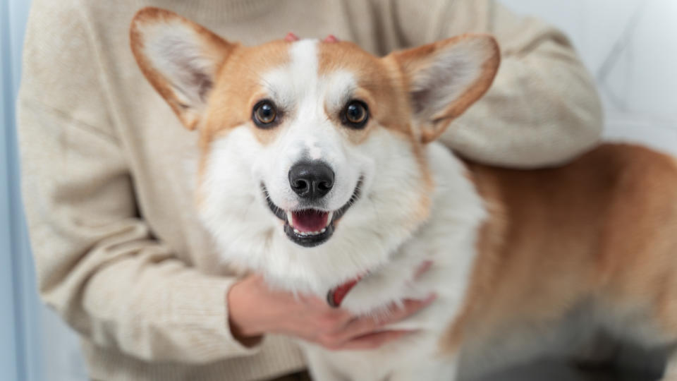 柯基犬需避免讓牠爬樓梯，以保護脊椎。圖片來源：p'adore寵愛提供