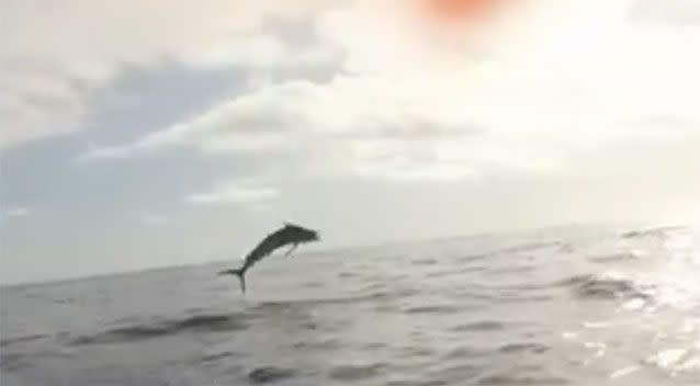 Chris Carney spotted this marlin off the coast of Tweed Heads. Source: 7 News