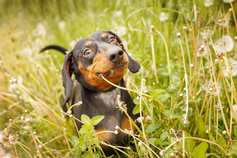 Dachshund (Getty Images/iStockphoto)