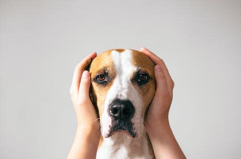 <span class="caption">If you don't like noise, imagine how pets and other animals feel about it. </span> <span class="attribution"><a class="link " href="https://www.shutterstock.com/image-photo/portrait-dog-ears-covered-human-hands-2001561884" rel="nofollow noopener" target="_blank" data-ylk="slk:Aleksey Boyko/Shutterstock;elm:context_link;itc:0;sec:content-canvas">Aleksey Boyko/Shutterstock</a></span>