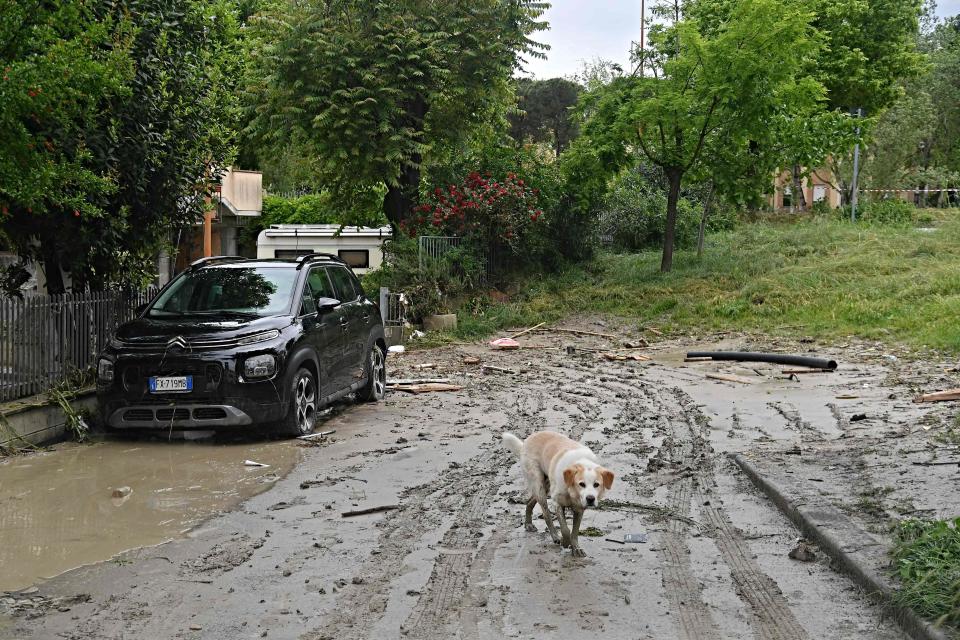 A dog walks in the flooded San Rocco district of Cesena on May 17, 2023.