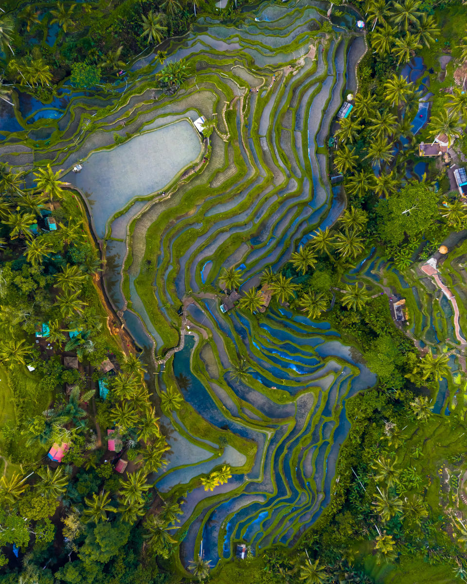 'Phenomenal colours of Bali' by @thedronelad show the famous rice terrace in Bali.