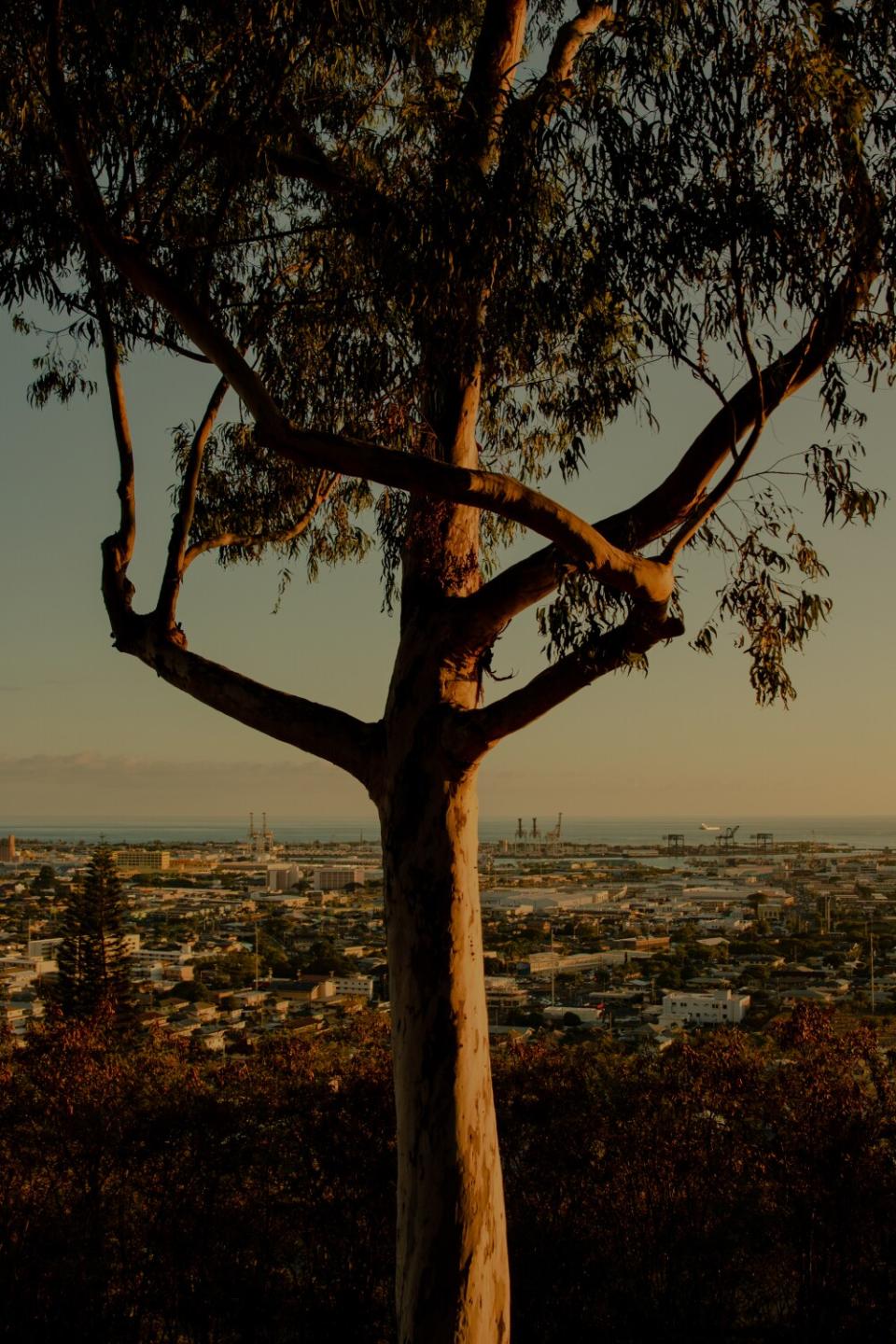 A tree overlooking a coastal city