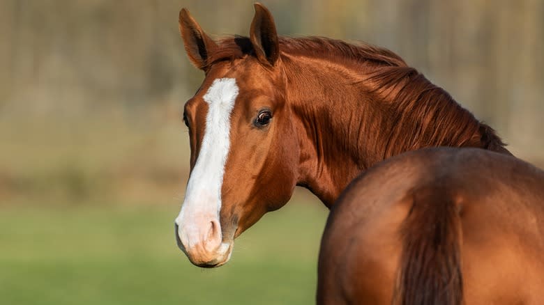 horse looking back