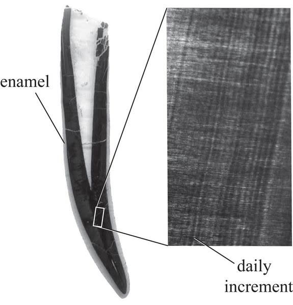 A cross-section of a Diploducus tooth, which is about half the width of a dime. The enlarged image is of dentin, the material that holds incremental lines. About five or six of these lines equal the width of a human hair.