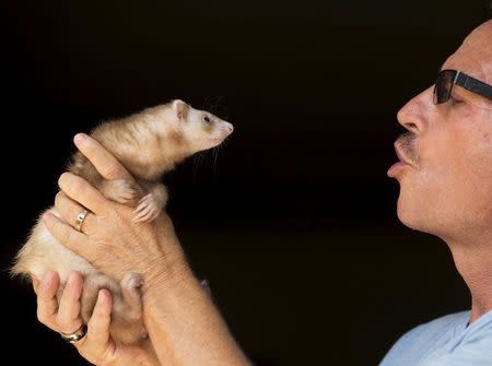 Pat Wright holds Bailey, one of his three pet ferrets, at his home, in La Mesa, California August 17, 2015. REUTERS/Mike Blake