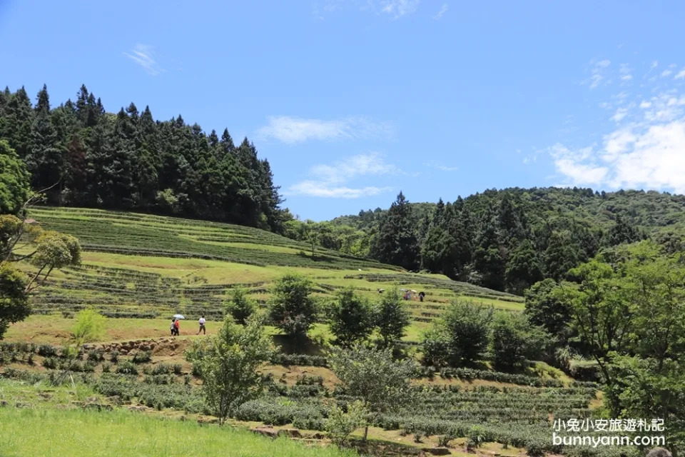 三峽熊空茶園