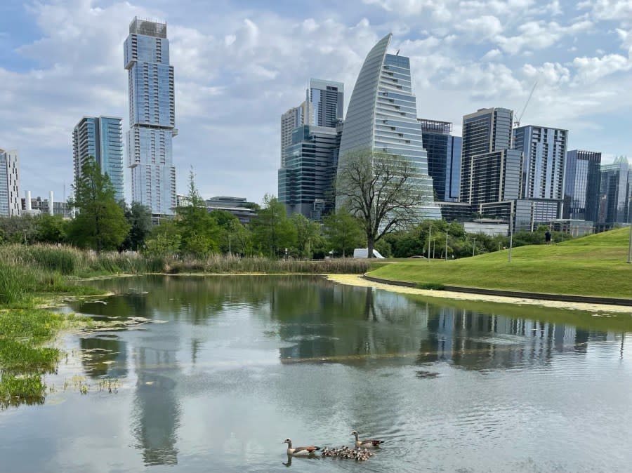 A family of ducks swims in front of downtown Austin on April 7, 2024. (Courtesy Grace and Amelia Friedman)