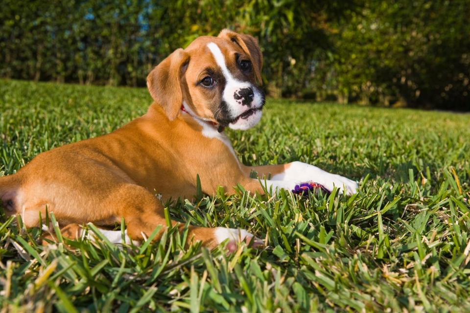 Puppies, like the boxer pictured here, can be used as part of online scams. Money is sent, no pet shows up.