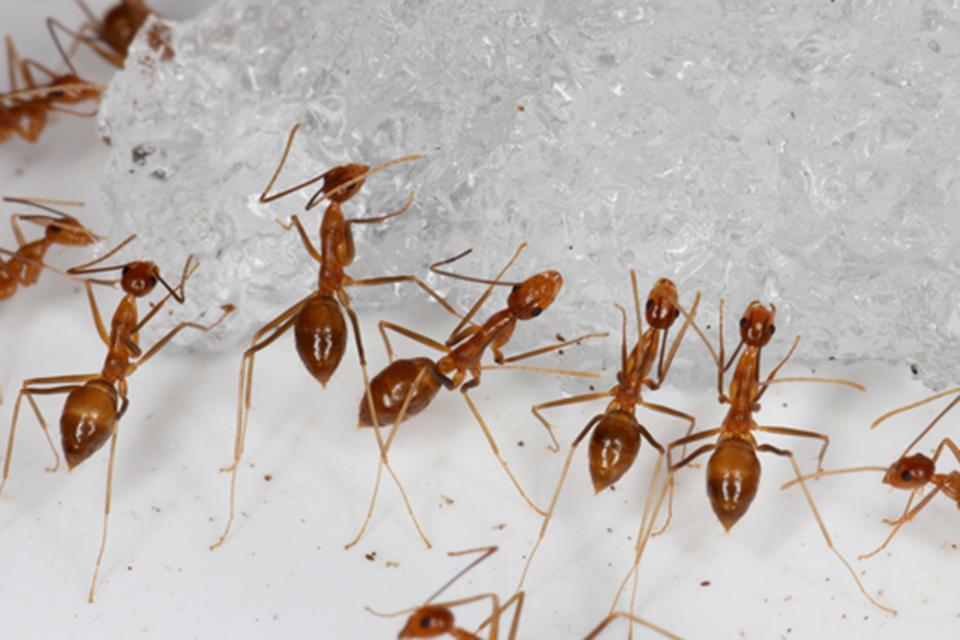 In this photo provided by the U.S. Fish and Wildlife Service, yellow crazy ants are seen in a bait testing efficacy trial at the Johnston Atoll National Wildlife Refuge in December, 2015. An invasive species known as the yellow crazy ant has been eradicated from the remote U.S. atoll in the Pacific. The U.S. Fish and Wildlife Service announced Wednesday, June 23, 2021, that the ants have been successfully removed from the refuge. (Robert Peck/U.S. Fish and Wildlife Service via AP)