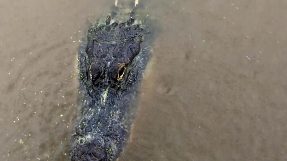 In this image made from video, an alligator is seen on Tuesday, Sept. 15, 2020, in Moss Point, Miss. / Credit: Stacey Plaisance / AP