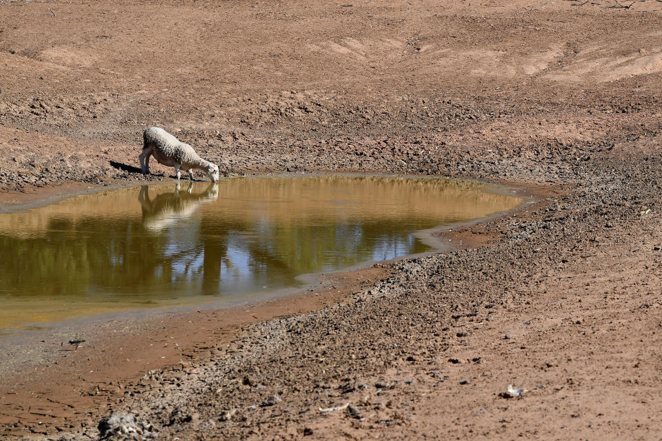 Sheep drink from a water storage canal between Pooncarie and Menindee.