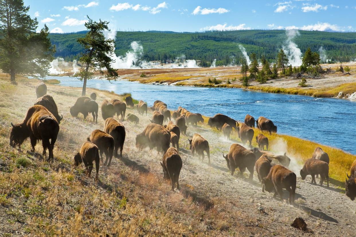 herd of bison moves quickly along the Firehole River in Yellowstone National Park