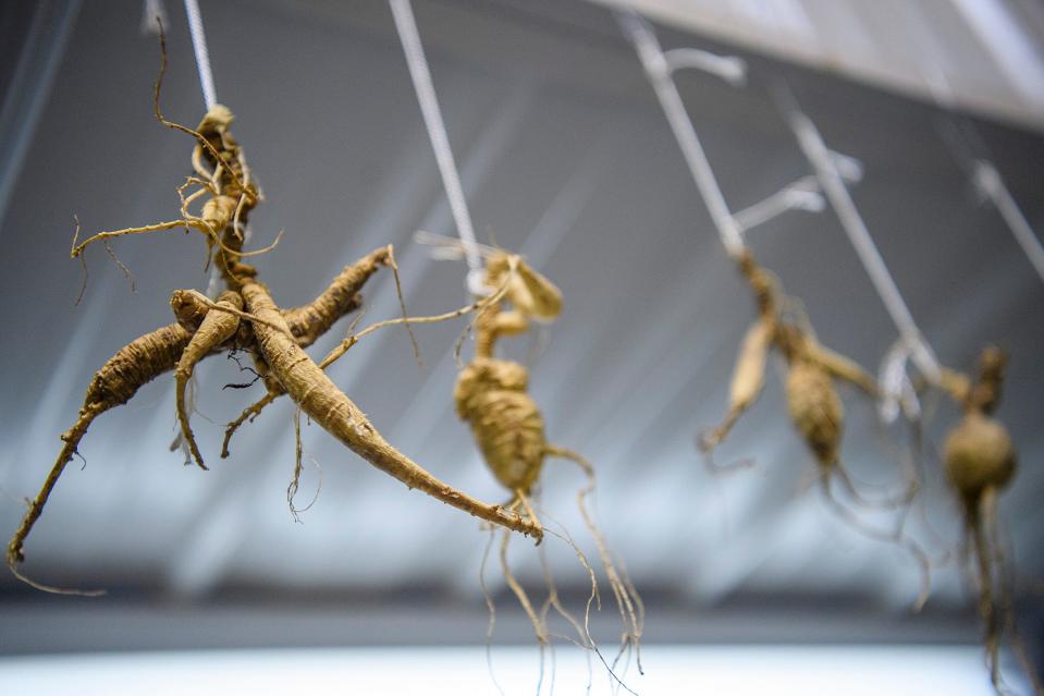 Large roots of ginseng that gathers have brought in hang above the counter at Duncan's Botanical Products Inc. on Wednesday, Sept. 28, 2022. 